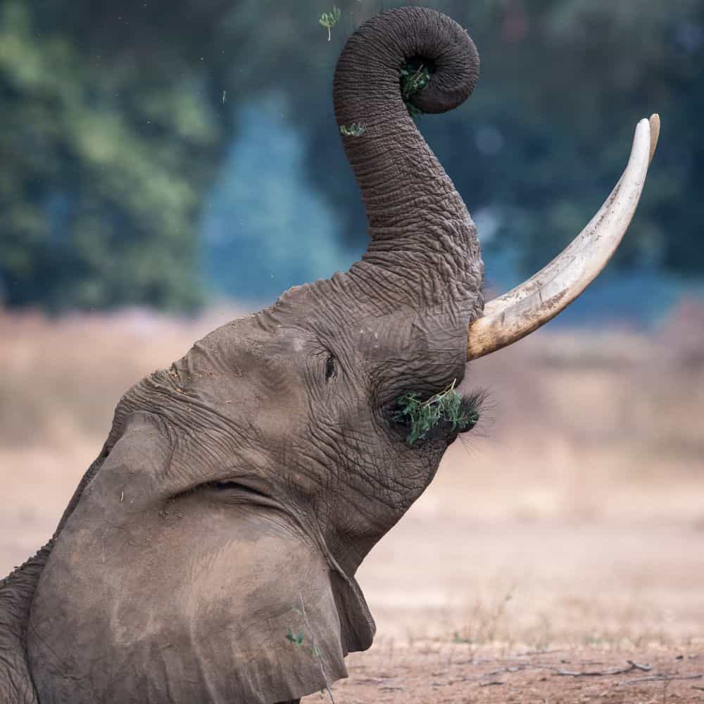 Elephant Power Animal Spiritual Meanings