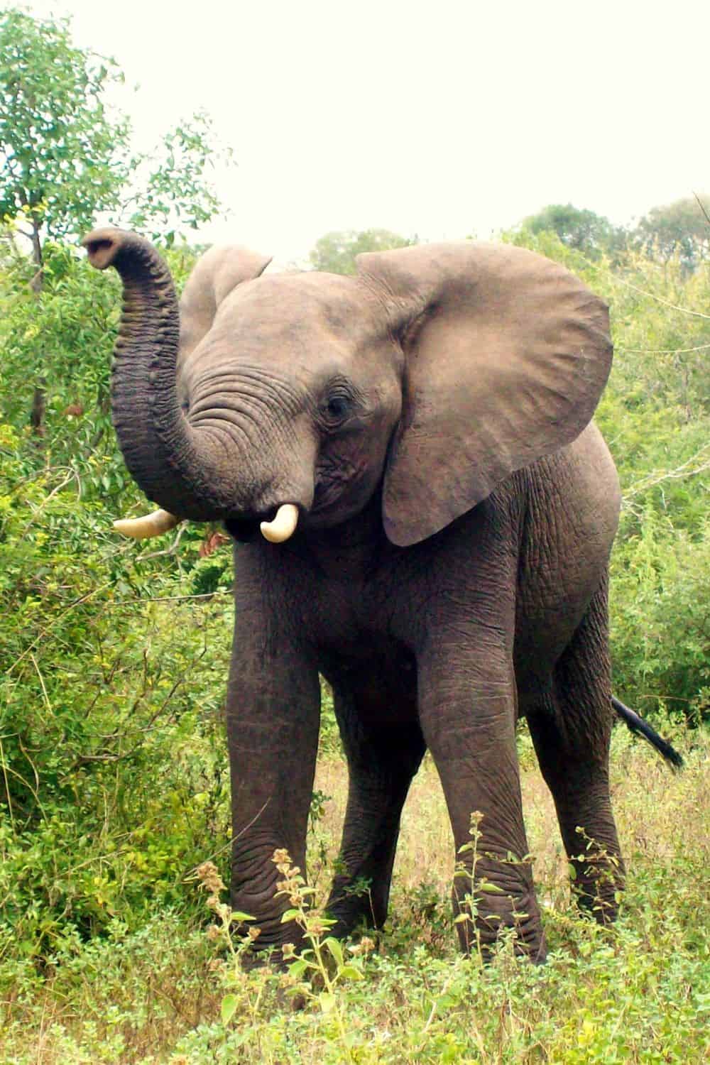 Elephant Totem Animal Spiritual Meanings