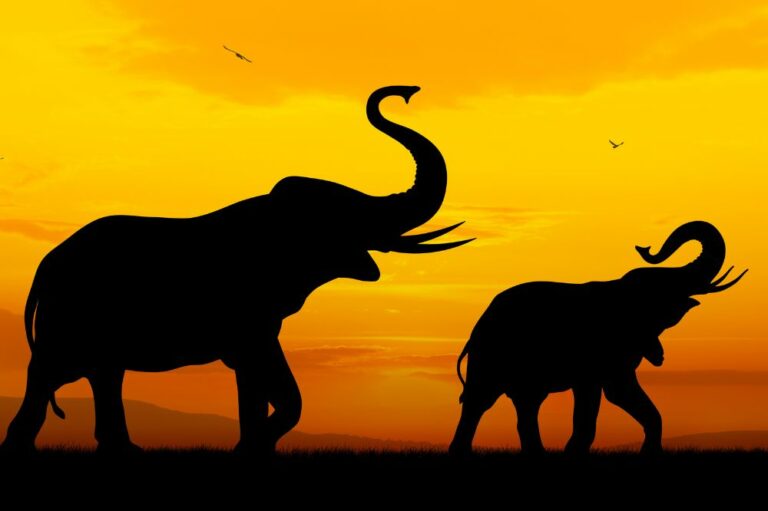 18 Spiritual Meanings of Elephant (Symbolism)