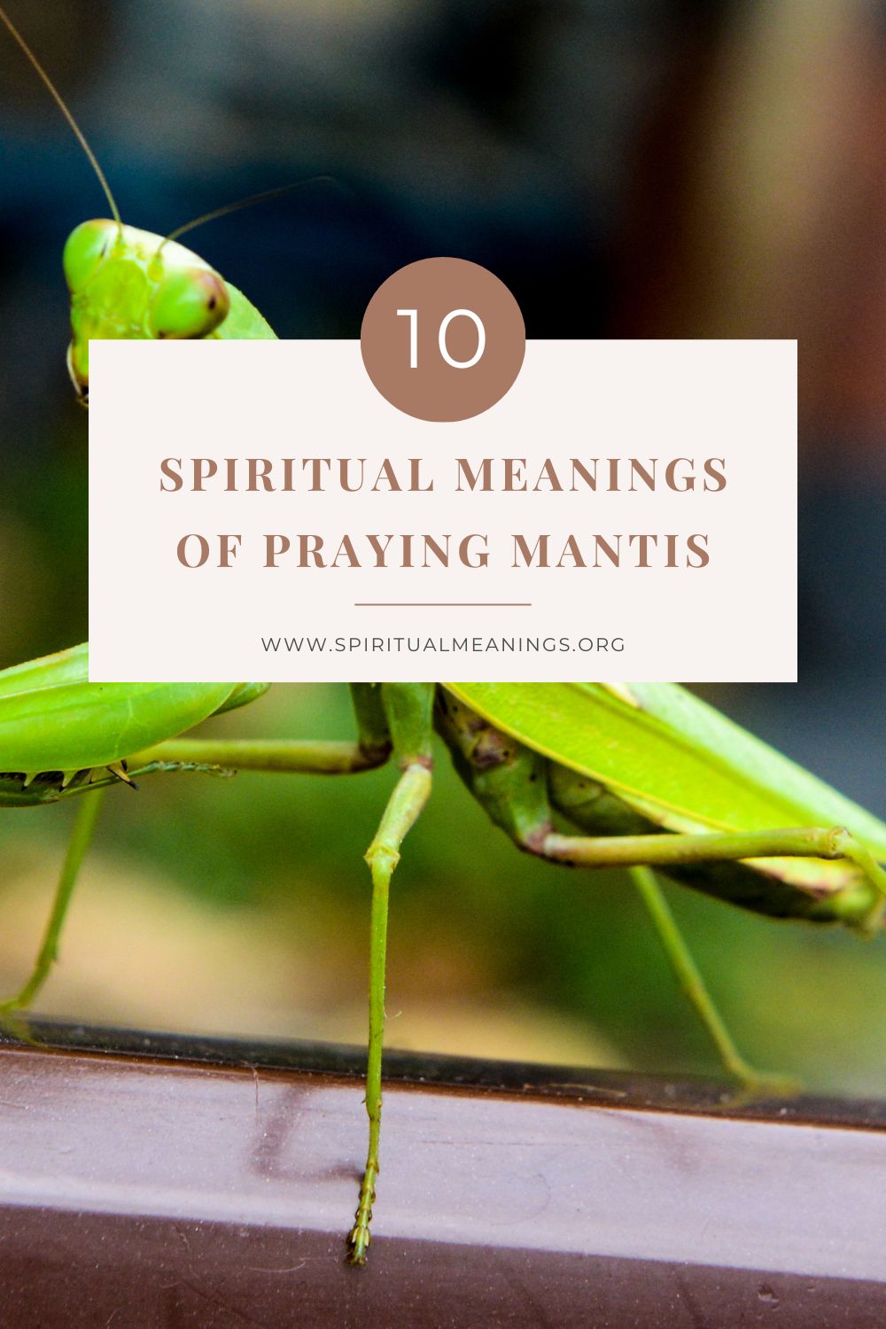 10 Spiritual Meanings Of Praying Mantis