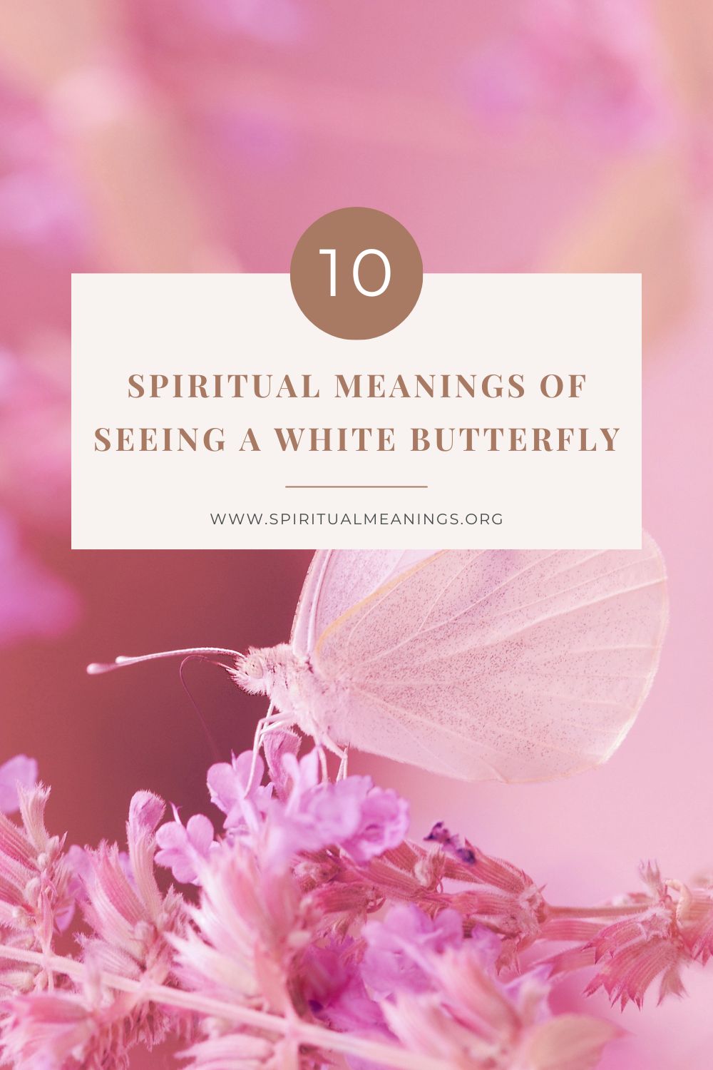 10 Spiritual Meanings Of Seeing A White Butterfly