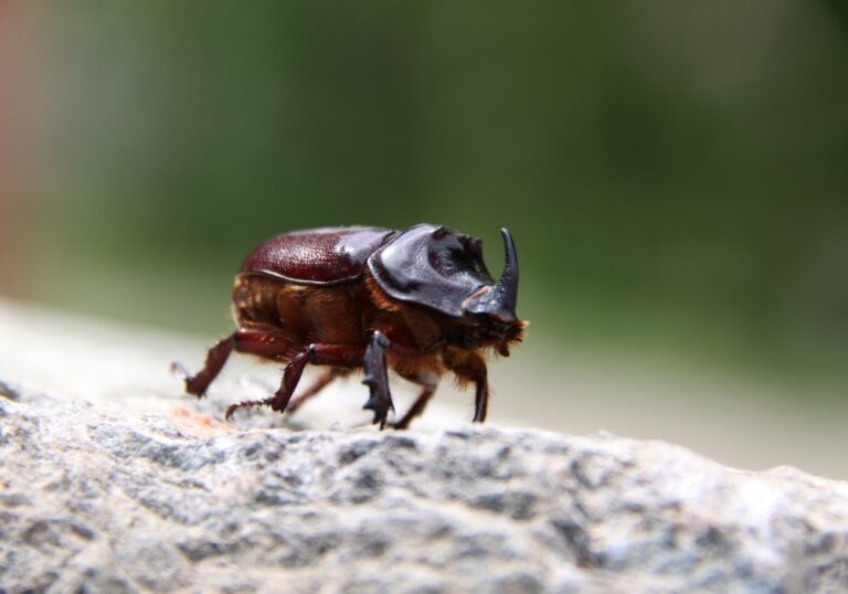 10 Spiritual Meanings of a Beetle Landing On You