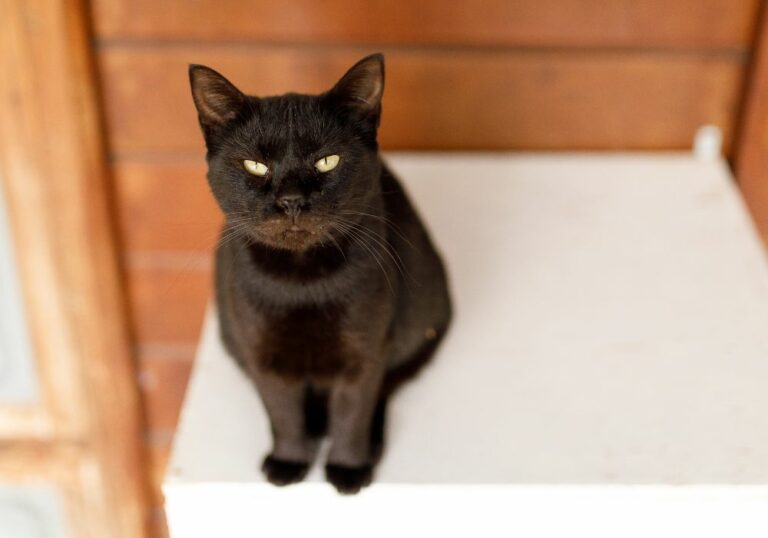 10 Spiritual Meanings of A Black Cat Staring At You