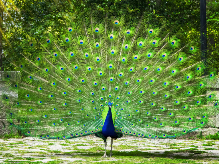 10 Spiritual Meanings of a Peacock Crossing Your Path