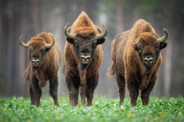 10 Spiritual Meanings of Bison