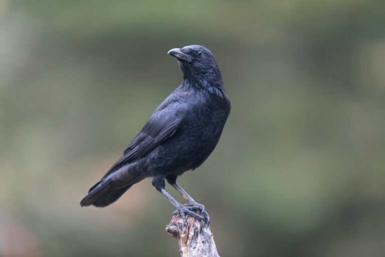10 Spiritual Meanings of Black Crow (Symbolism)