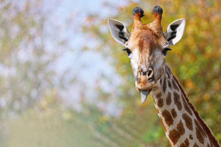 10 Spiritual Meanings of Giraffe