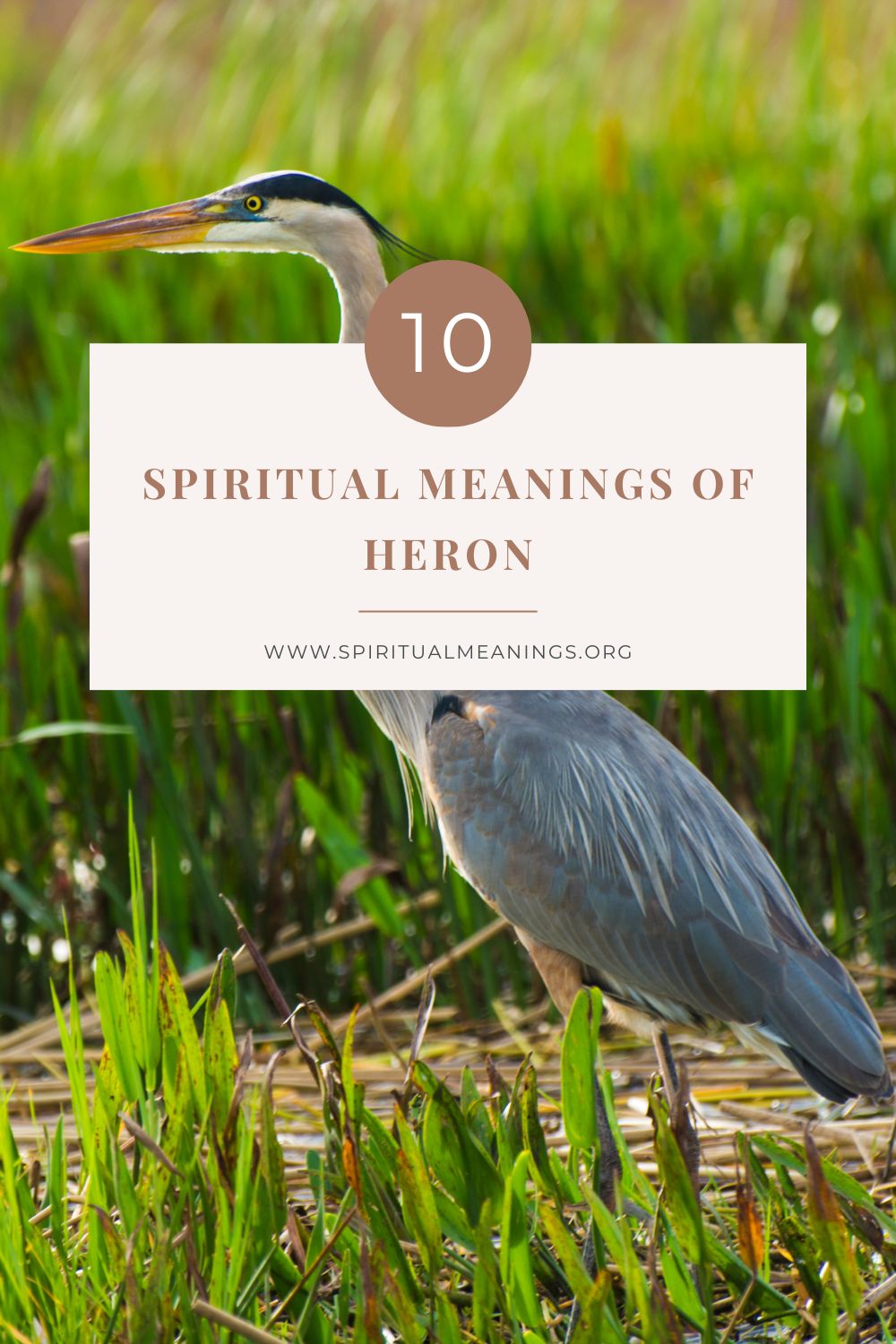 10 Spiritual Meanings of Heron