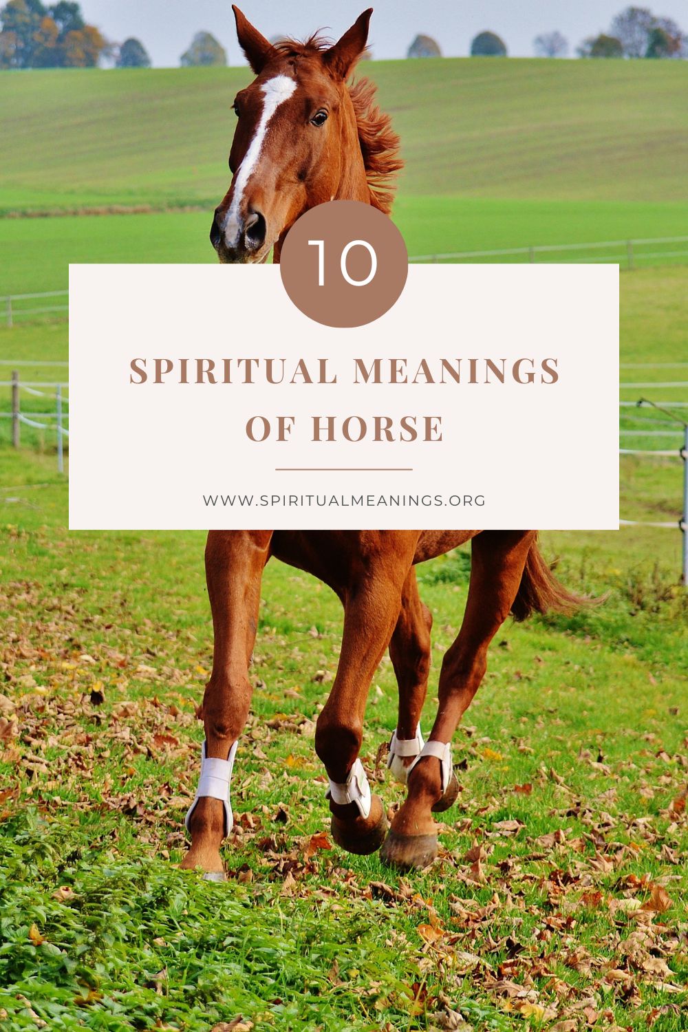 10 Spiritual Meanings of Horse