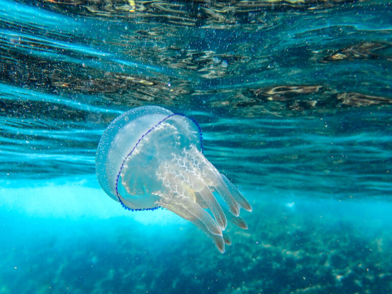10 Spiritual Meanings of Jellyfish (Symbolism)