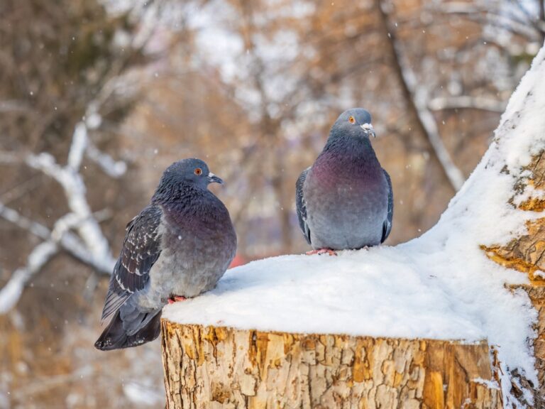 10 Spiritual Meanings of Seeing Two Grey Doves