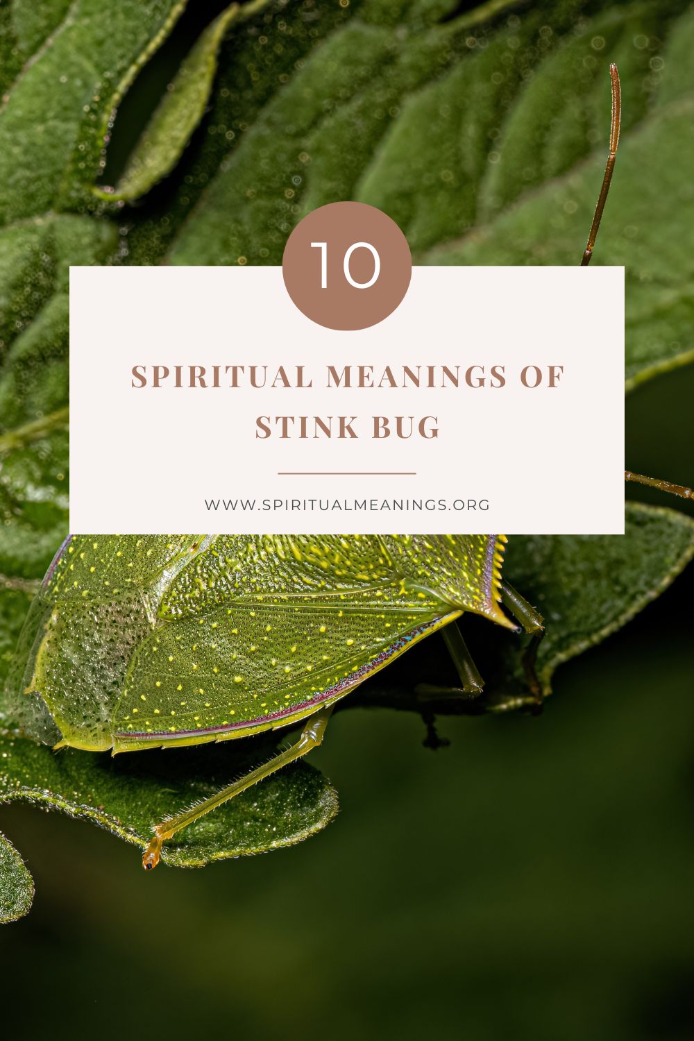 10 Spiritual Meanings of Stink Bug