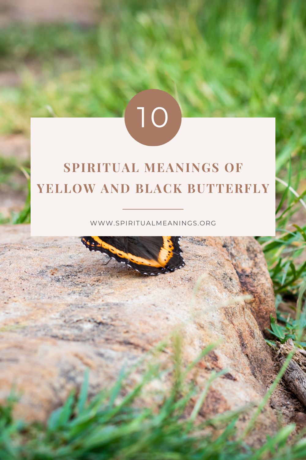 10 Spiritual Meanings of Yellow and Black Butterfly