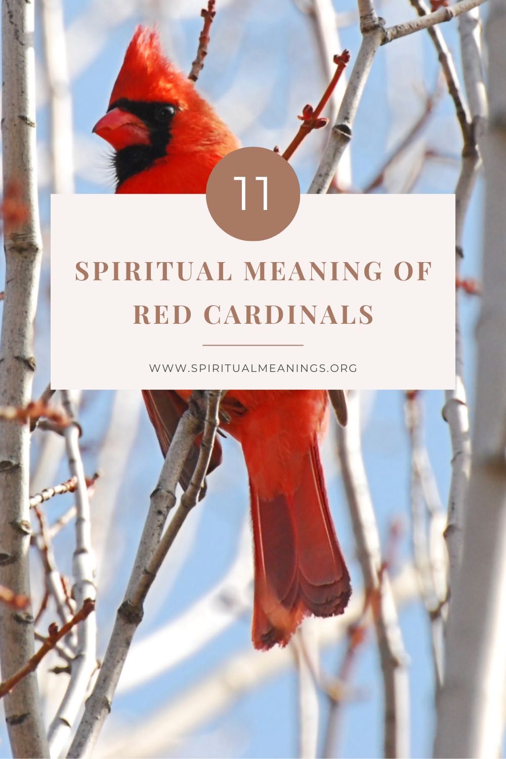 11 Spiritual Meaning of Red Cardinals