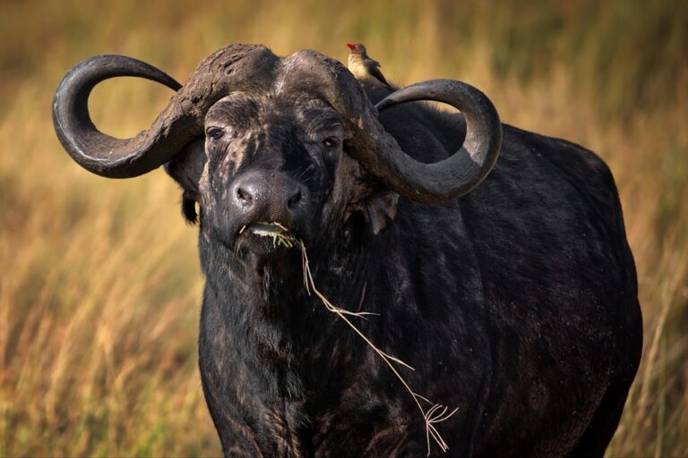 11 Spiritual Meanings Of Buffalo (Symbolism)