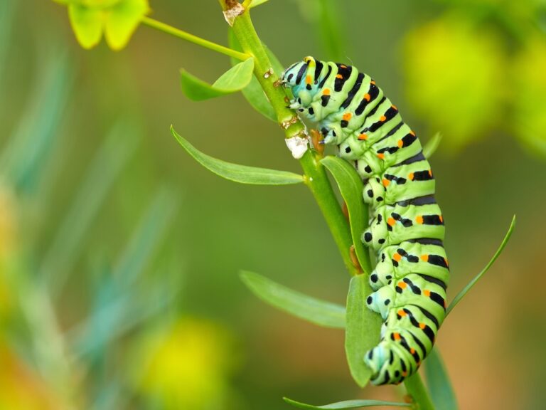 11 Spiritual Meanings Of Caterpillar (Symbolism)