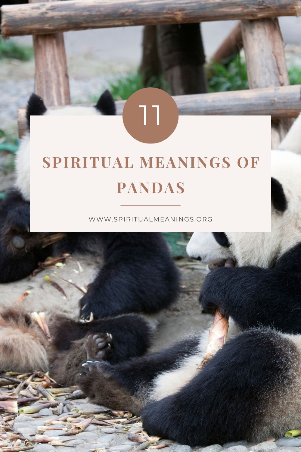 11 Spiritual Meanings of Pandas