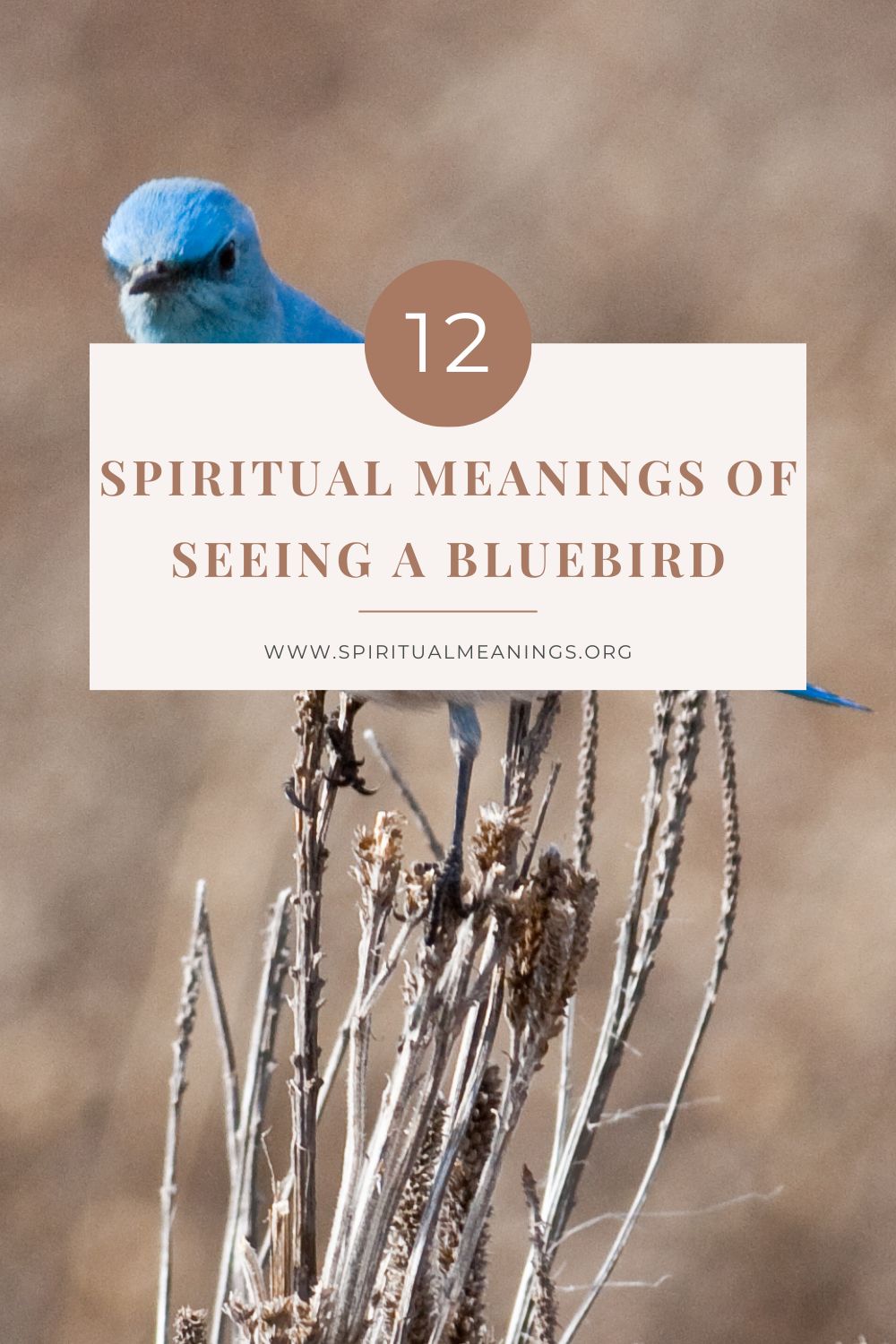 12 Spiritual Meanings Of Seeing A Bluebird