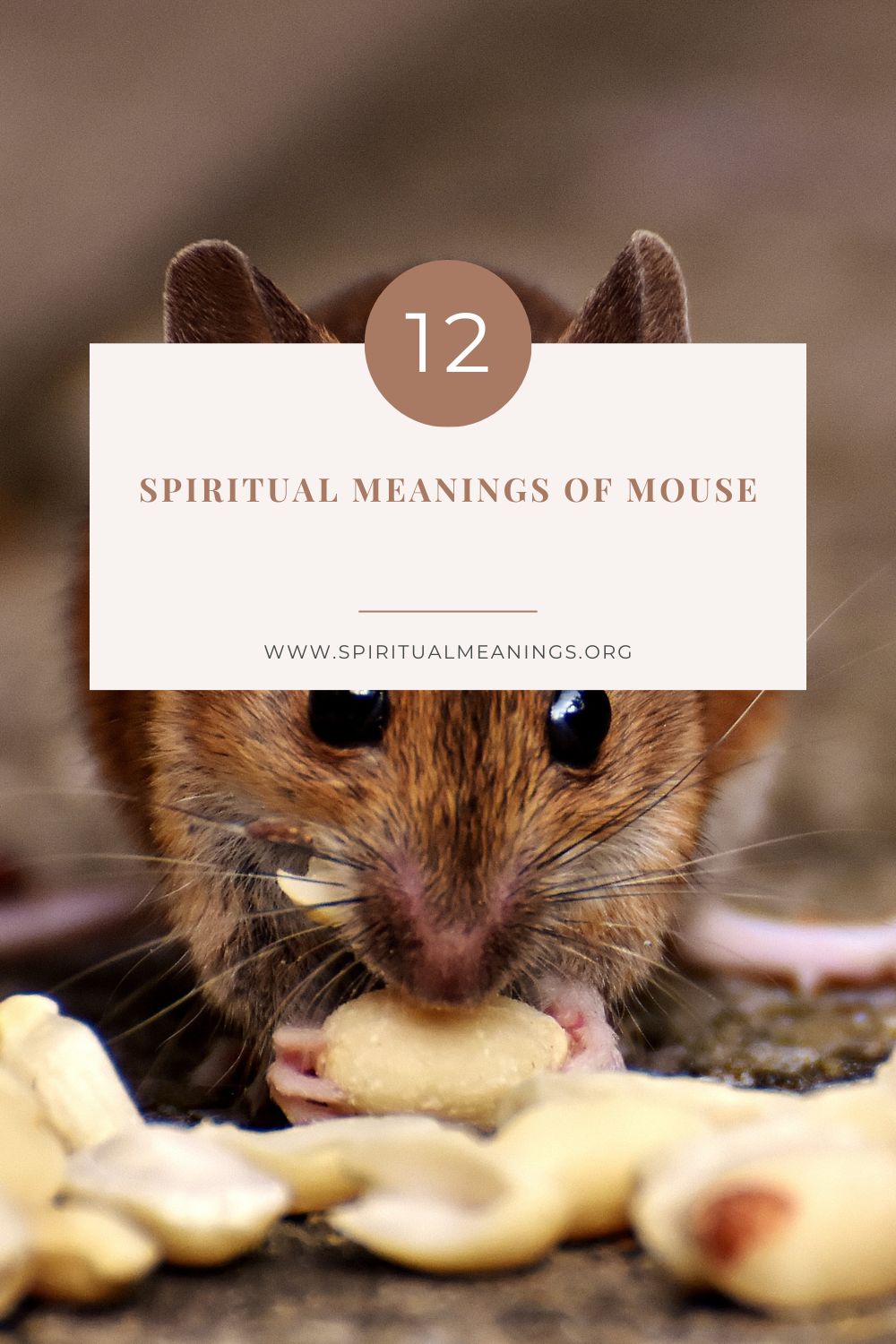 12 Spiritual Meanings of Mouse