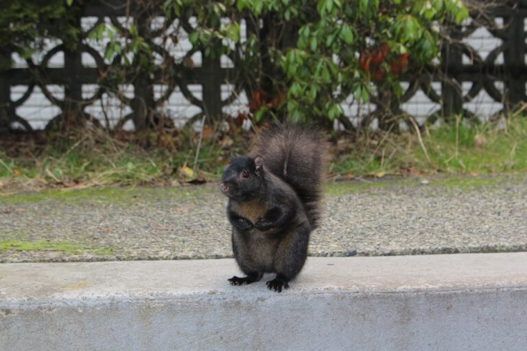 12 Spiritual Meanings of Seeing a Black Squirrel