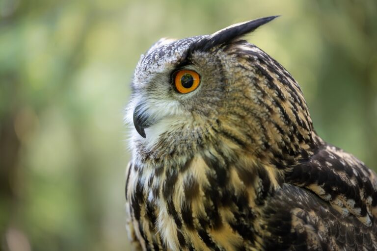 12 Spiritual Meanings of Seeing an Owl