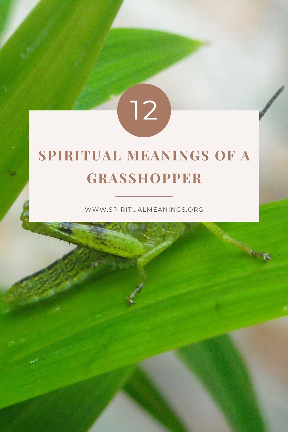 12 Spiritual Meanings of a Grasshopper