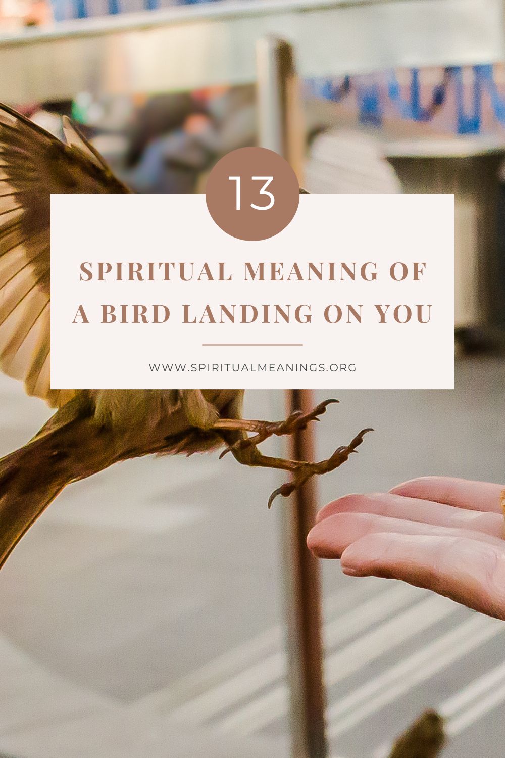 13 Spiritual Meanings Of A Bird Landing On You
