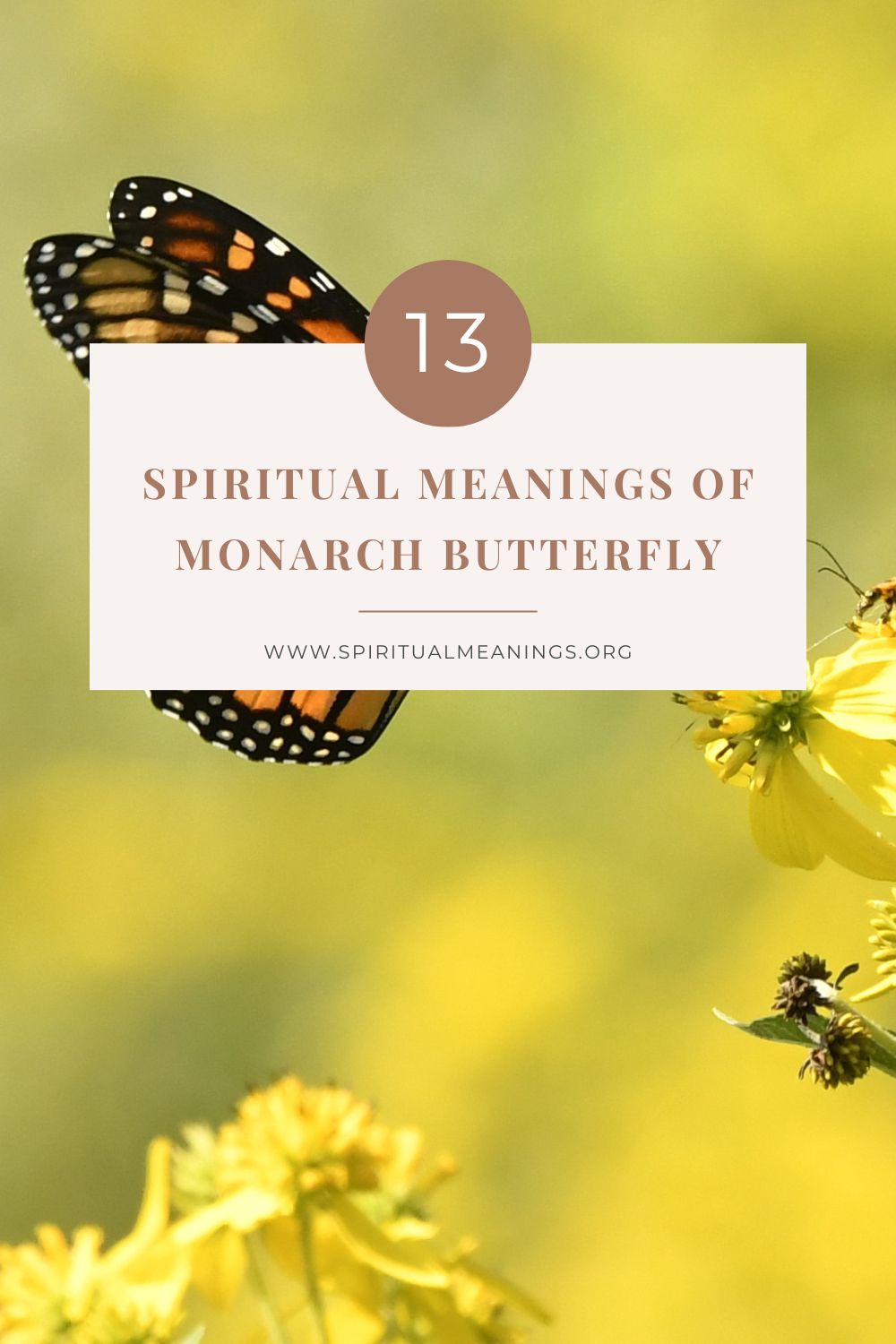 13 Spiritual Meanings of Monarch Butterfly