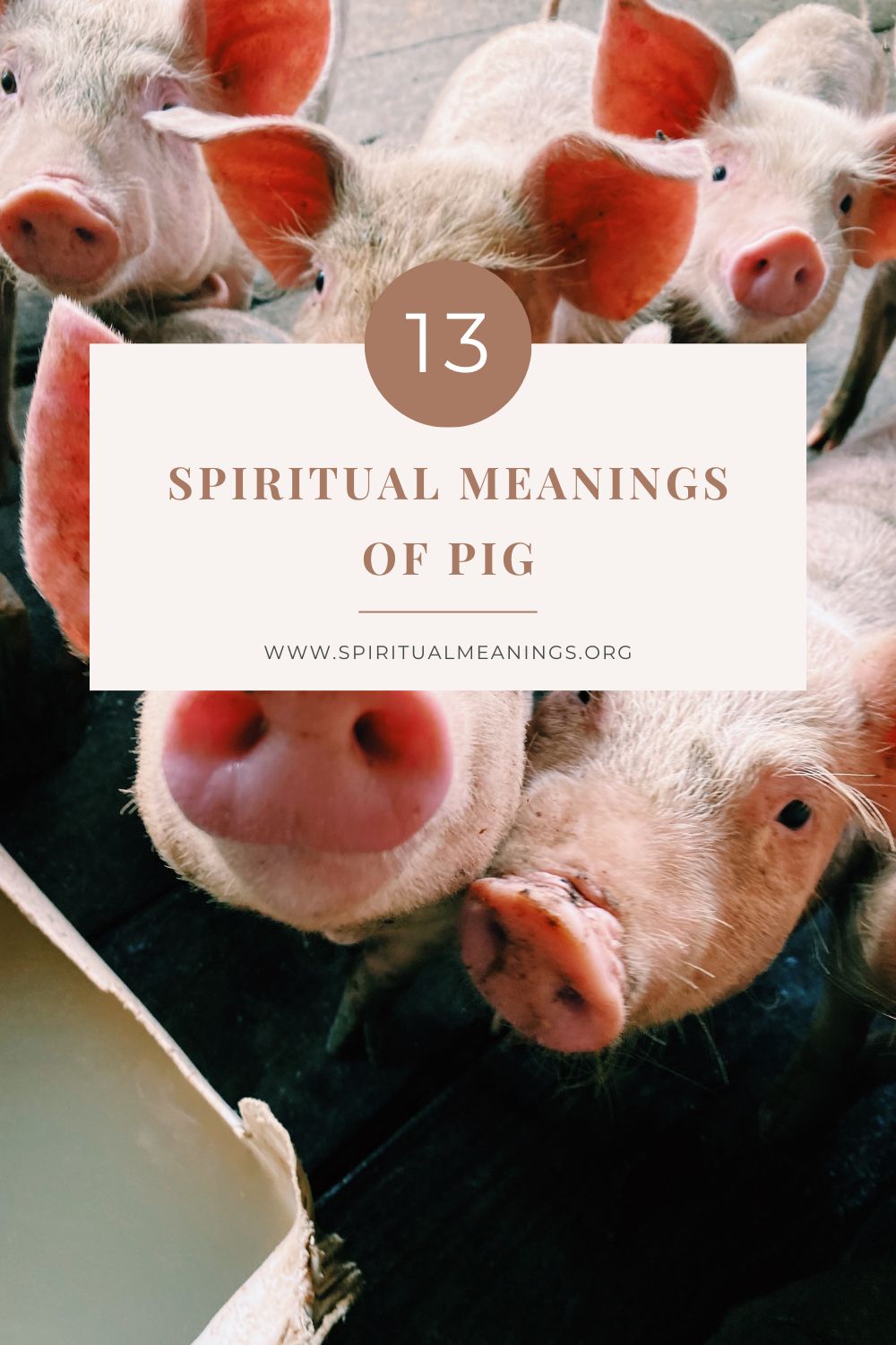 13 Spiritual Meanings of Pig
