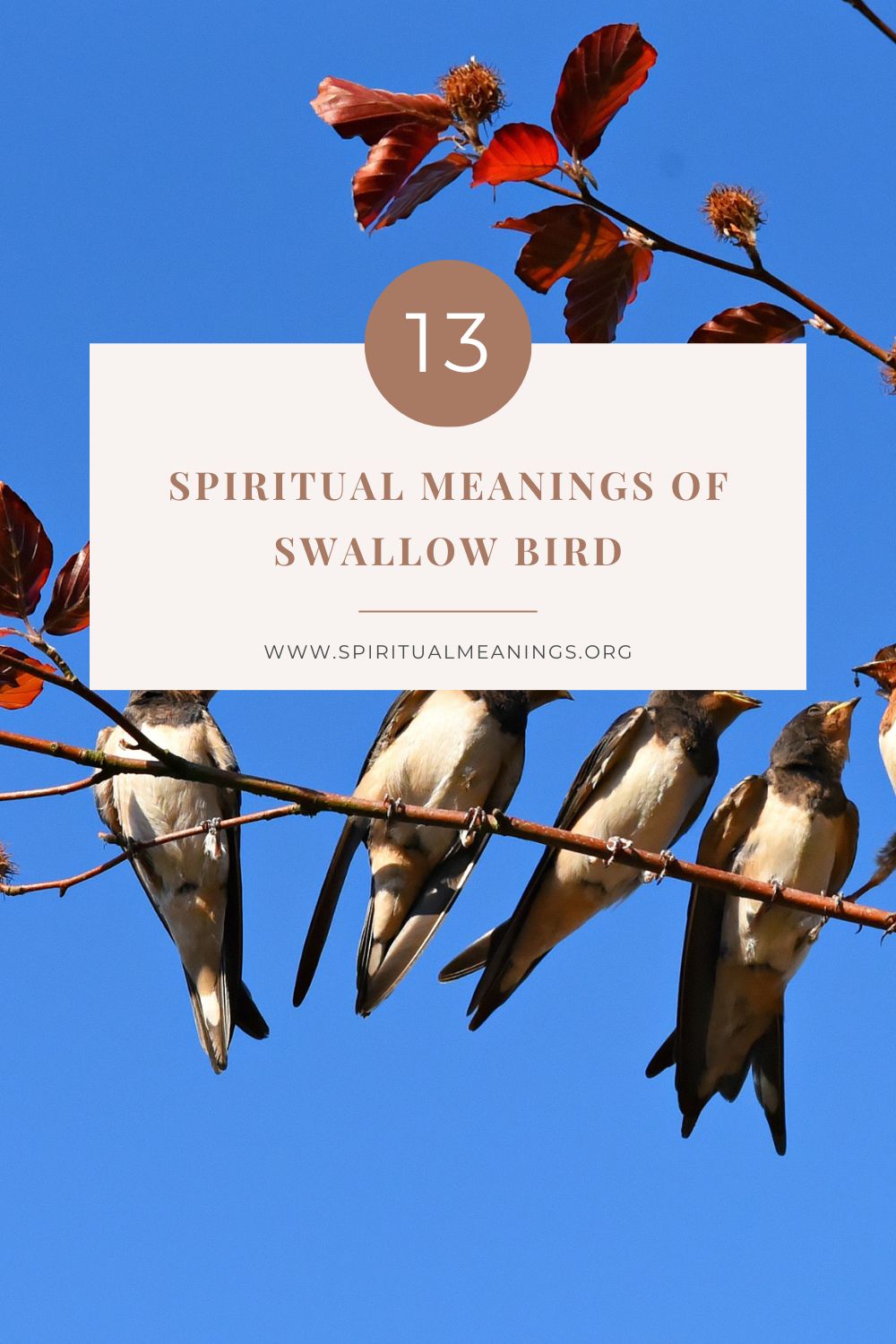 13 Spiritual Meanings of Swallow Bird