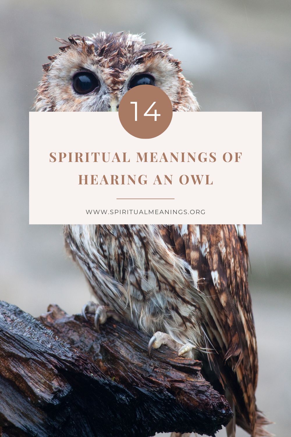 14 Spiritual Meanings Of Hearing An Owl
