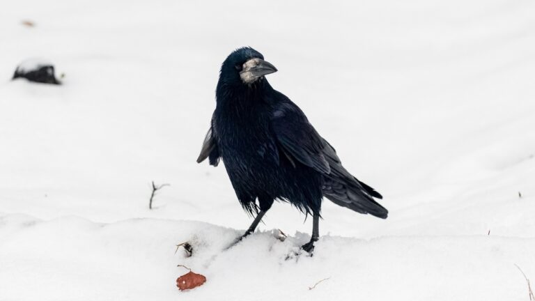 14 Spiritual Meanings of Seeing A Black Crow