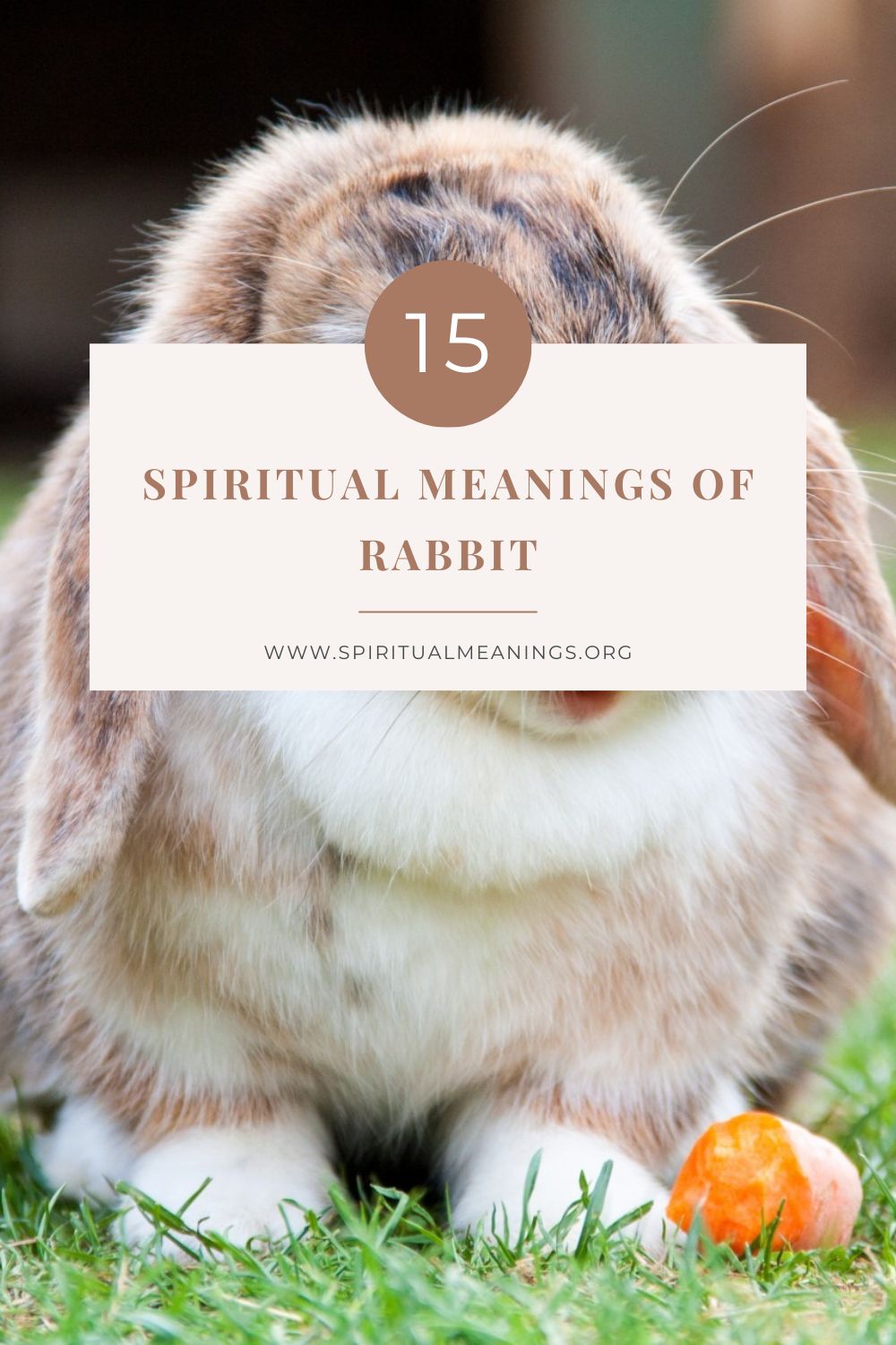 15 Spiritual Meanings of Rabbit