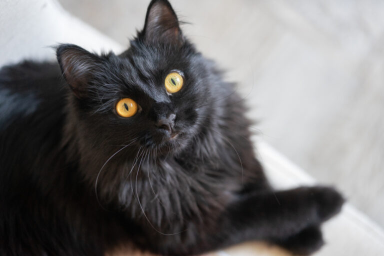 15 Spiritual Meanings of Seeing A Black Cat
