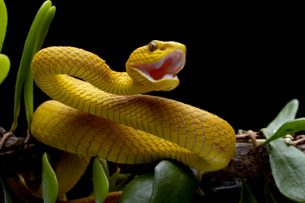 15 Spiritual Meanings of Snake