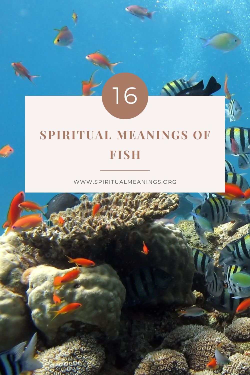 16 Spiritual Meanings of Fish