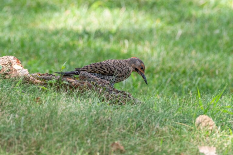 16 Spiritual Meanings of Seeing a Northern Flicker