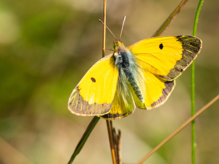 17 Spiritual Meanings of Yellow Butterfly