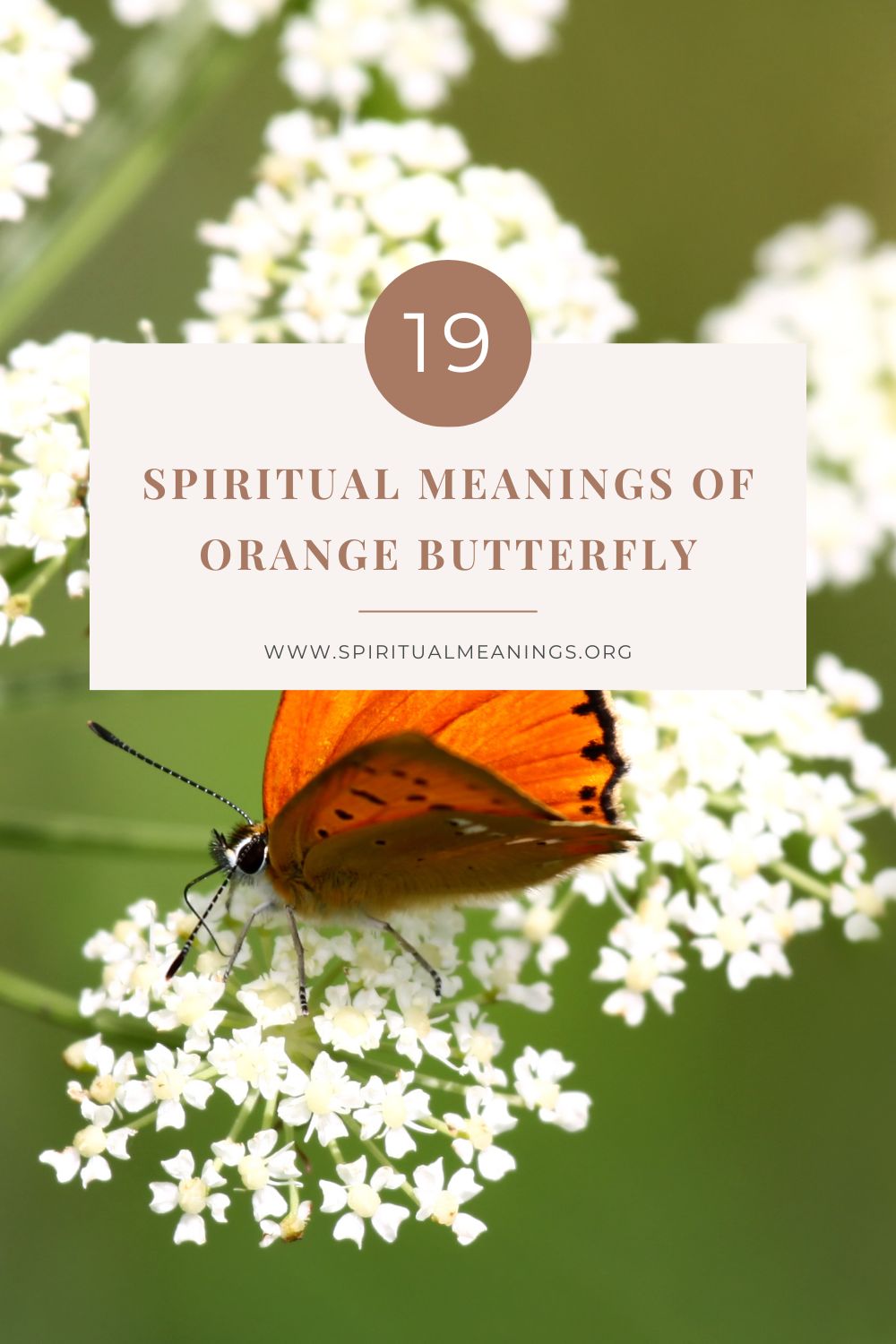 19 Spiritual Meanings of Orange Butterfly