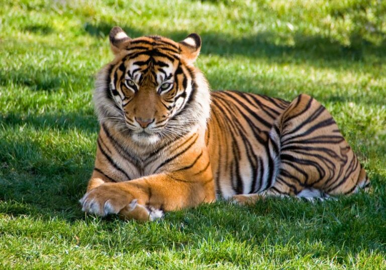 19 Spiritual Meanings of Tiger (Symbolism)