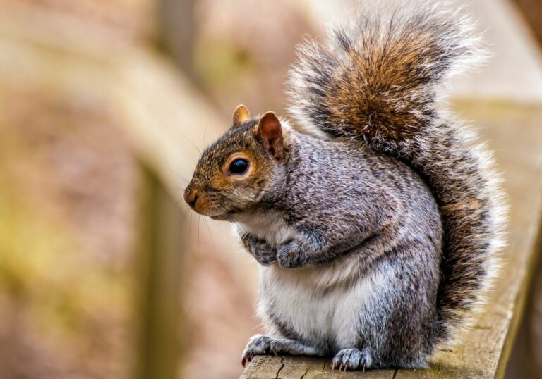 23 Spiritual Meanings of Squirrel (Symbolism)