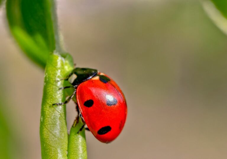 3 Spiritual Meanings of a Ladybug Landing on You