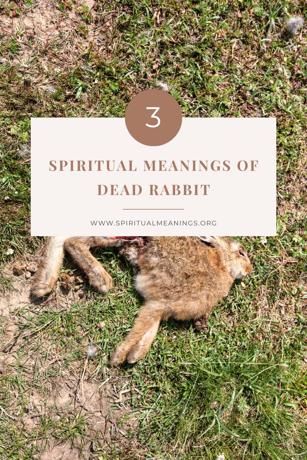 3 Spiritual Meanings of Dead Rabbit