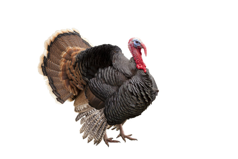 4 Spiritual Meaning Of Turkeys (Symbolism)