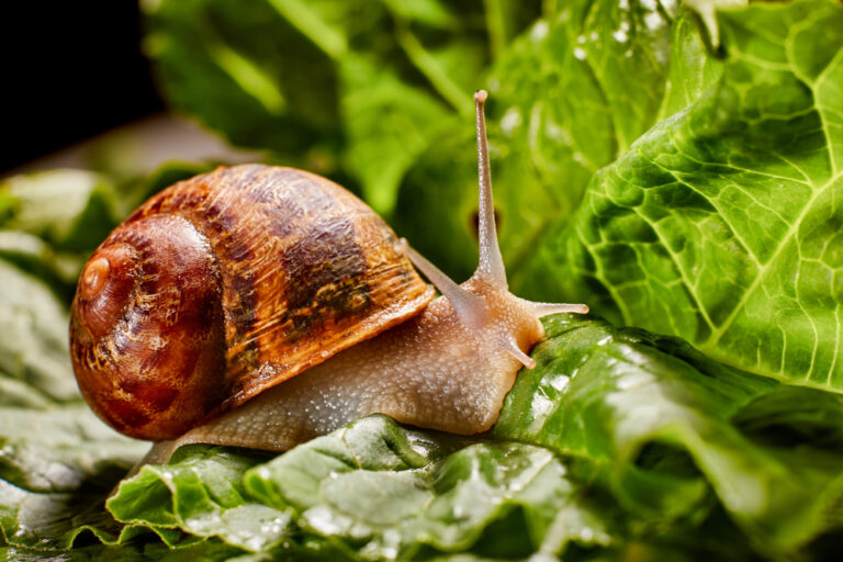 4 Spiritual Meanings of Snail (Symbolism)