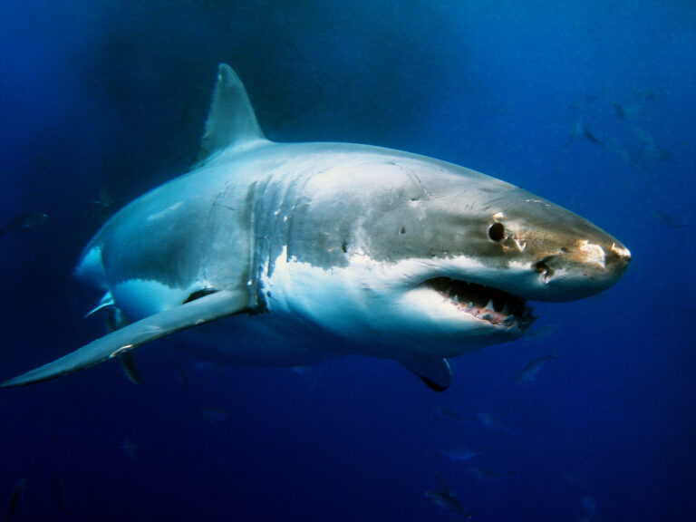 5 Spiritual Meanings Of Shark (Symbolism)