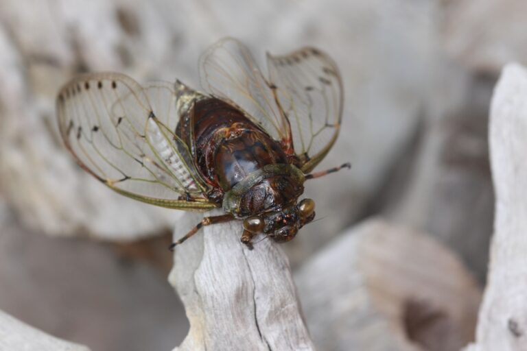 5 Spiritual Meanings of Cicada (Symbolism)