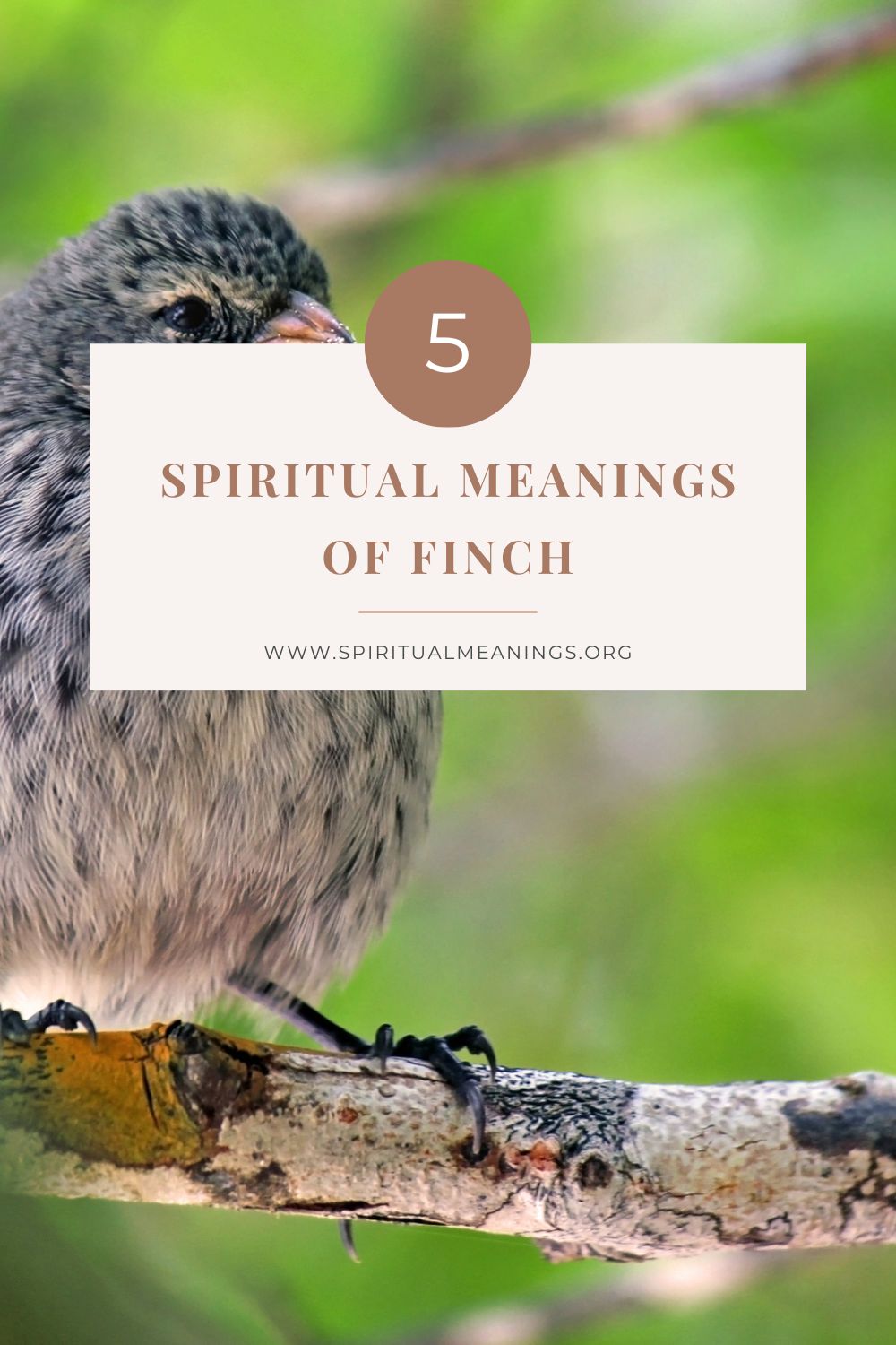 5 Spiritual Meanings of Finch