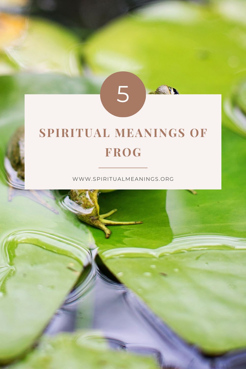 5 Spiritual Meanings of Frog
