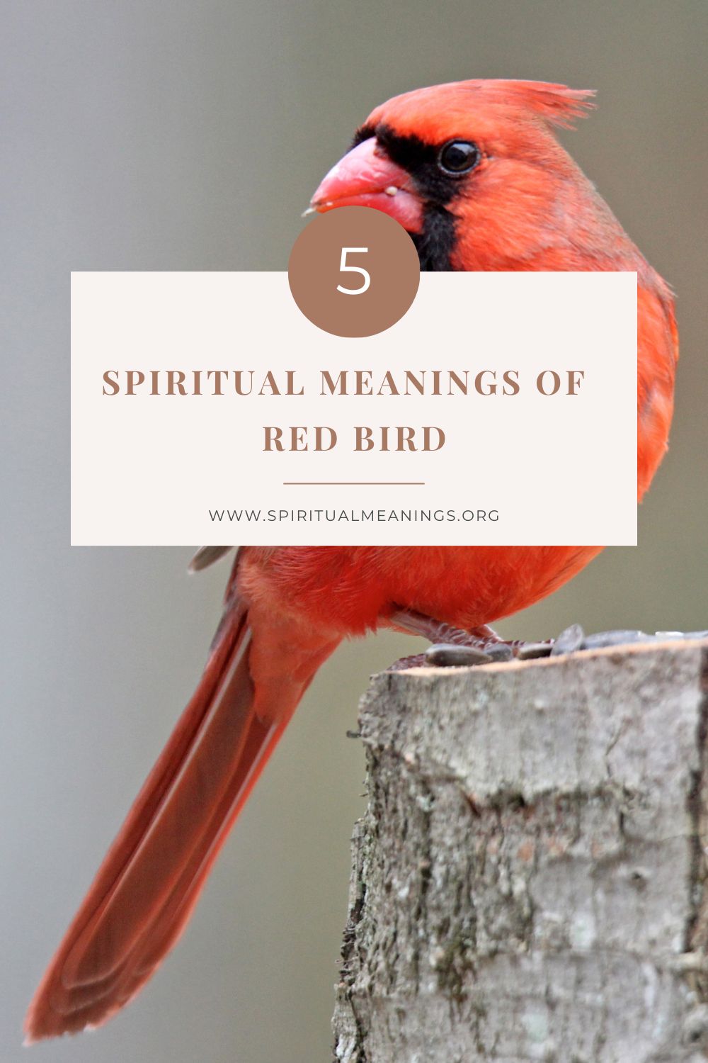 5 Spiritual Meanings of Red Bird